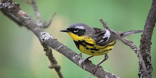 Hauptbild für Observation printanière des oiseaux