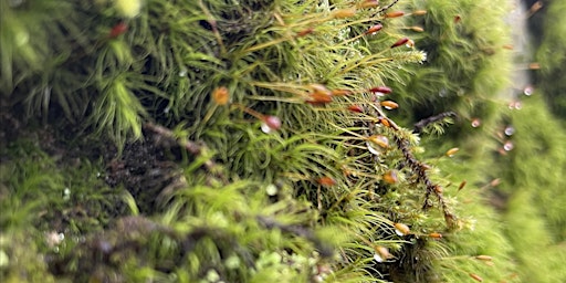 Immagine principale di L’évolution des bryophytes, de la mer à la montagne 