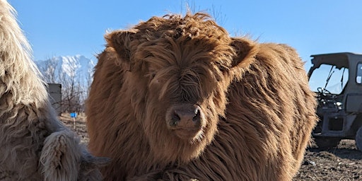 Cow Cuddle 11:30 A.M. primary image