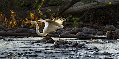 Primaire afbeelding van Sydney Birding Hotspots Series
