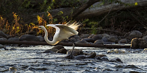 Imagen principal de Sydney Birding Hotspots Series