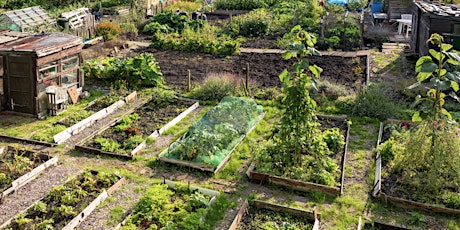 Up The Allotments!  All About Seeds Workshop