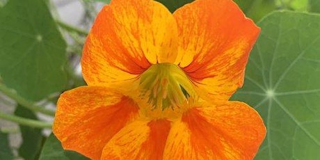 Up The Allotments!  All About Flowers