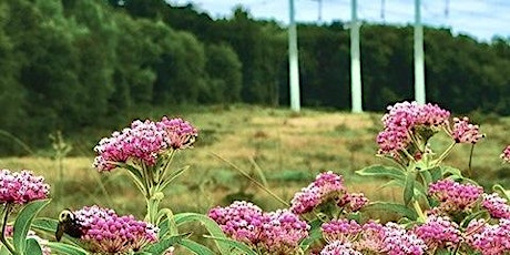 Improving Biodiversity on the Transmission Line ROW at Distant Hill
