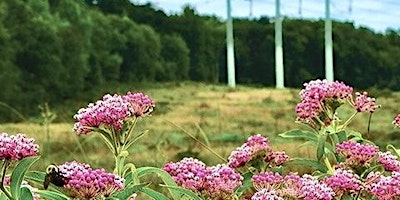 Imagem principal de Improving Biodiversity on the Transmission Line ROW at Distant Hill