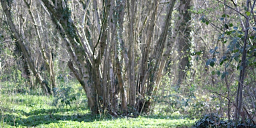 Imagem principal de Introduction to Coppicing