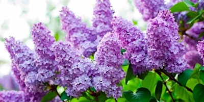 Arnold Arboretum Lilac Path - Guided Walk with Ample Access Outdoors primary image