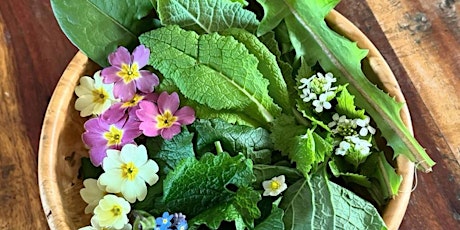 FULL SWING FOR SPRING! A foraging and exploration walk.