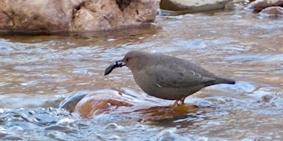 Imagen principal de Gila 100: Bird Outing at the Catwalk