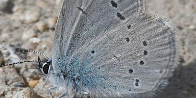 Botany, butterflies & birds tour at Howell Hill primary image