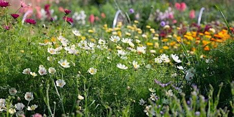 Wednesday 5th June - Pick Your Own Flowers