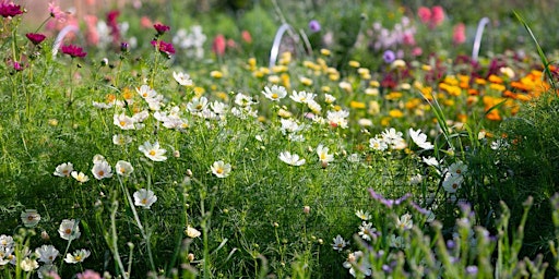 Image principale de Pick Your Own Flowers