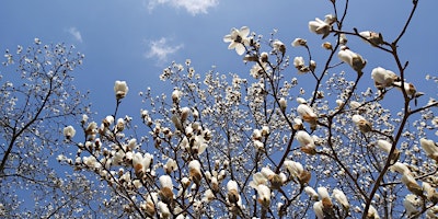 Immagine principale di Marvelous Magnolias  - Full Bloom Flower Power! - Guided Forest Bathing 