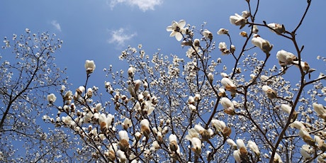 Marvelous Magnolias  - Full Bloom Flower Power! - Guided Forest Bathing