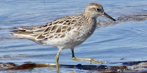 Soar Like a Shorebird  primärbild