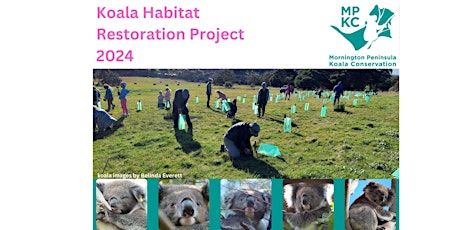 Koala Food Tree Planting Day - Dromana