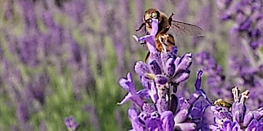 Lavender at Sunset primary image