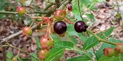 Primaire afbeelding van Plant ID Walk: Blueberry Dangleberry Blitz & Medicinal Foraging Class