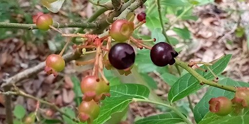 Plant ID Walk: Blueberry Dangleberry Blitz & Medicinal Foraging Class primary image