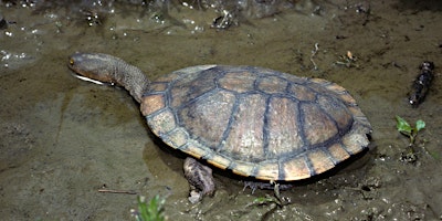 Primaire afbeelding van Eastern Long-necked Turtles at Yarran Dheran