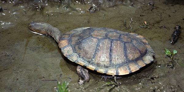 Eastern Long-necked Turtles at Yarran Dheran