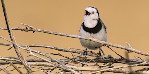 Bird Walk and Talk - Bordertown Wetlands primary image