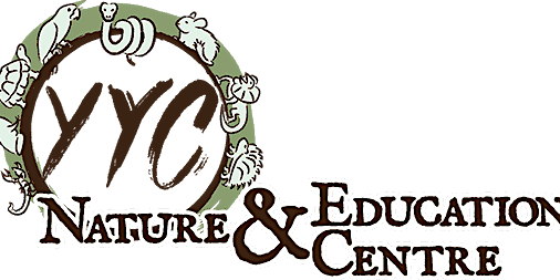 Reptiles with YYC Nature and Education 11 am primary image