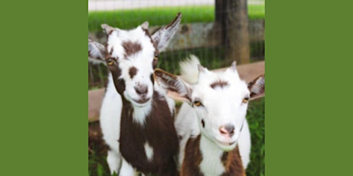 Primaire afbeelding van Family Farm Day @ The Kentucky Castle