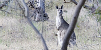 Imagem principal do evento Kangaroo population survey