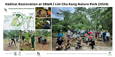 Image principale de Habitat Restoration at SBWR/Lim Chu Kang Nature Park (May 2024)