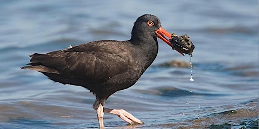Imagen principal de Birding at Clayton Beach -Larrabee State Park