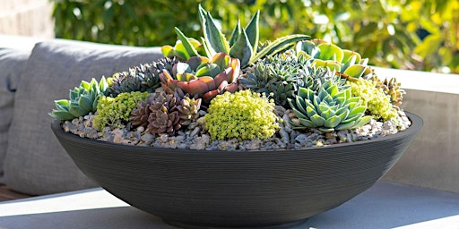 Imagen principal de Spring Succulents Arrangement Workshop