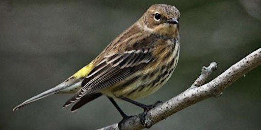 Birding at Ladies of the Lake  primärbild