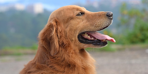 Living in Dog Years: The Science of How Dogs Age & Implications for Humans