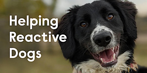 Hauptbild für Helping Reactive Dogs (Pre-recorded workshop)