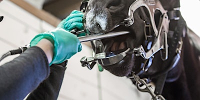Scott Reynolds Equine Dental Appointments primary image