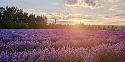 Hauptbild für Schrattenthaler Lavendelfest