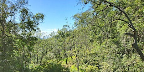 Toohey Forest Circuit