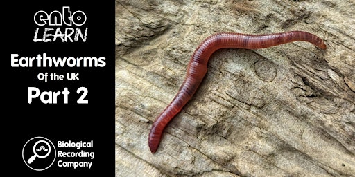 Primaire afbeelding van Earthworms of the UK Part 2