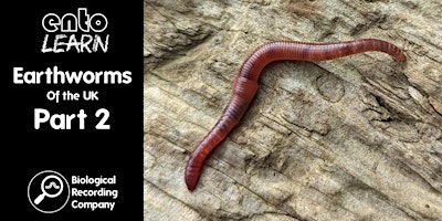 Earthworms of the UK Part 2 primary image