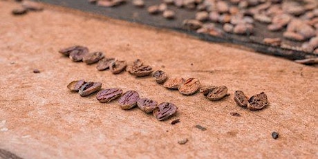 Transparent Trade with Uncommon Cacao (and tasting!) primary image