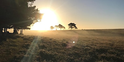 Primaire afbeelding van Dawn Chorus Walk