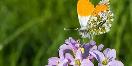 Ranger Ramble: Explore the Dava Moor, near Grantown. primary image