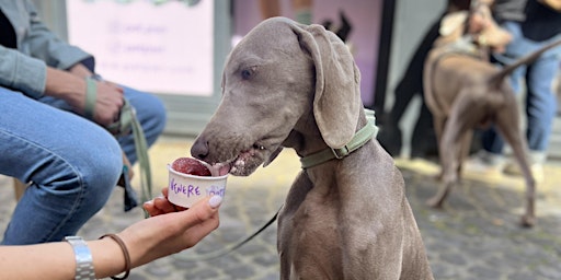 Hauptbild für Pet Pwr POP UP