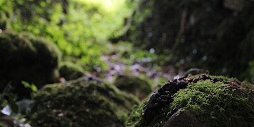 Imagem principal do evento Guided Biodiversity Walk at Lecarrow Wood