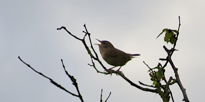 Primaire afbeelding van Birdsong for beginners