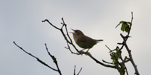 Hauptbild für Birdsong for beginners