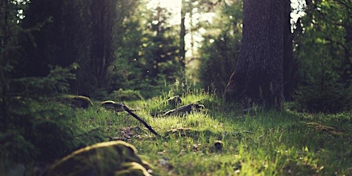 Hauptbild für Invasive species removal at Firs Wood