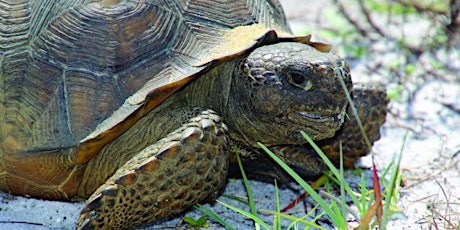 The Secret Life of Tortoises