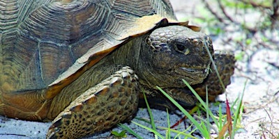 Primaire afbeelding van The Secret Life of Tortoises